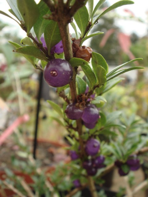 Lonicera pileata fruit P24